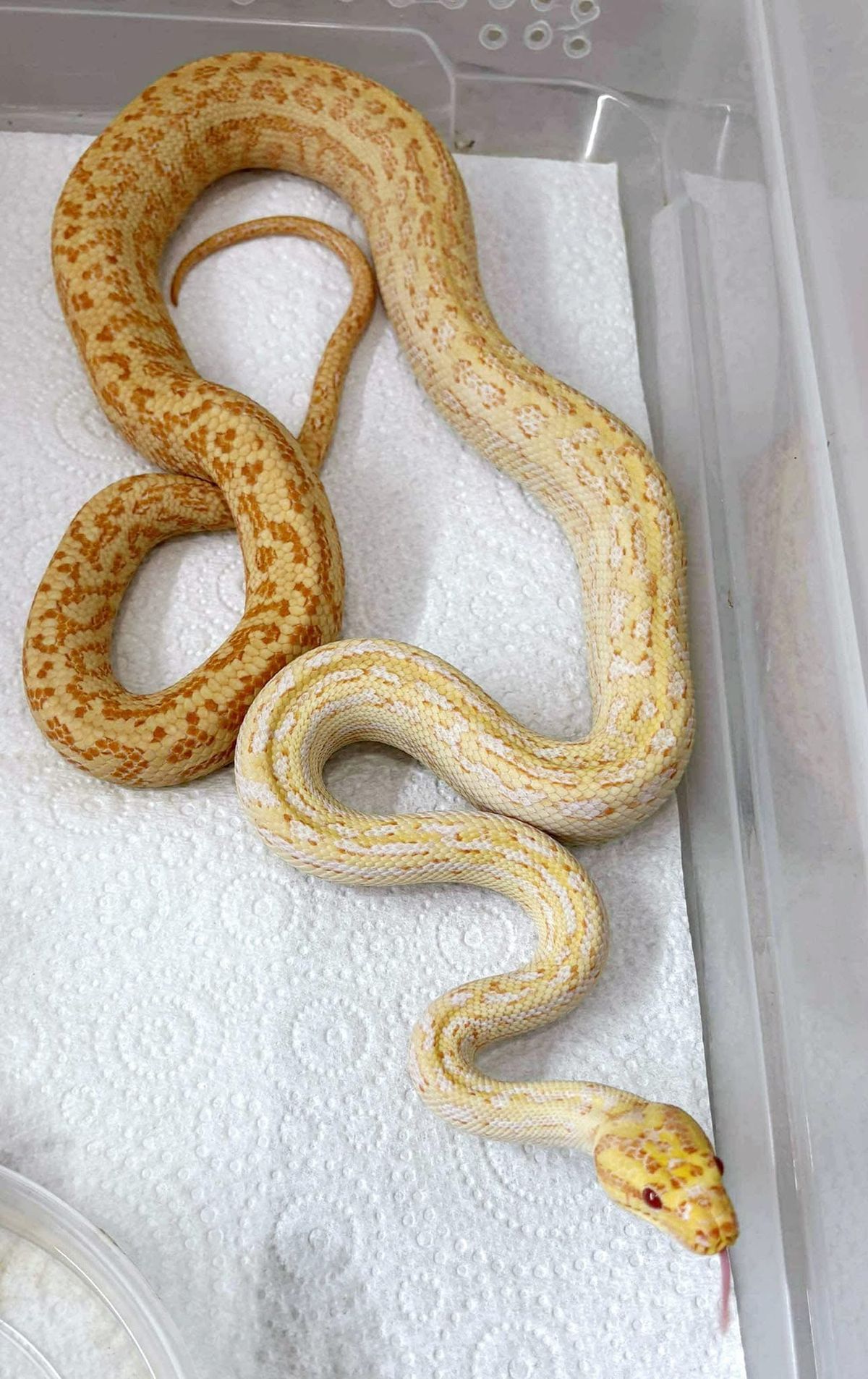 Corn snake buyer review
